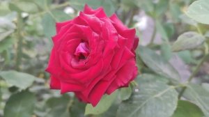 Роза Госпель. Обзор . Самая красивая Роза. Королева Госпель(Гошпель) иногда название звучит так