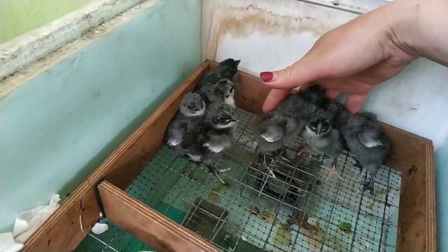 Меня хотят подсидеть... Вылупились цыплята ухейлюя! смотреть онлайн