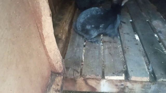 ремонт полов в клетке смотреть онлайн
