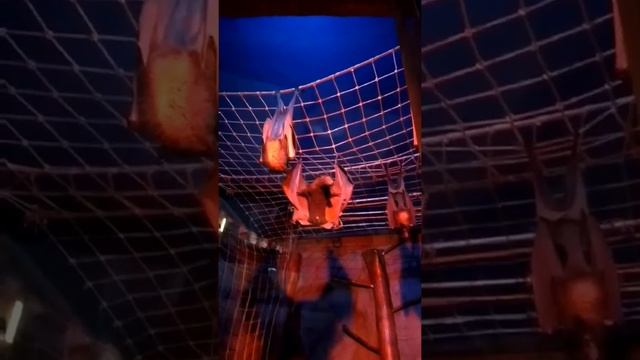 Самец летучей мыши :-) смотреть онлайн