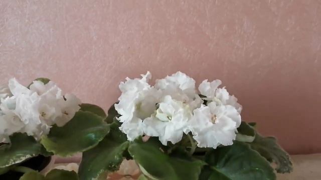 Комнатная фиалка ЛЕ - Белая камелия смотреть онлайн