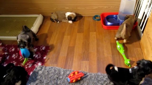 Тибетский терьер (щенки), Москва, Ники д.р 19.02.2017 (2) смотреть онлайн