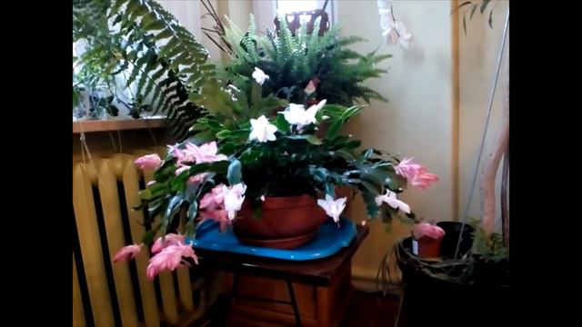 Kwitnące grudniki, które się trochę pospieszyły смотреть онлайн