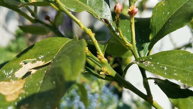 Lemon Tree Spring Care UK