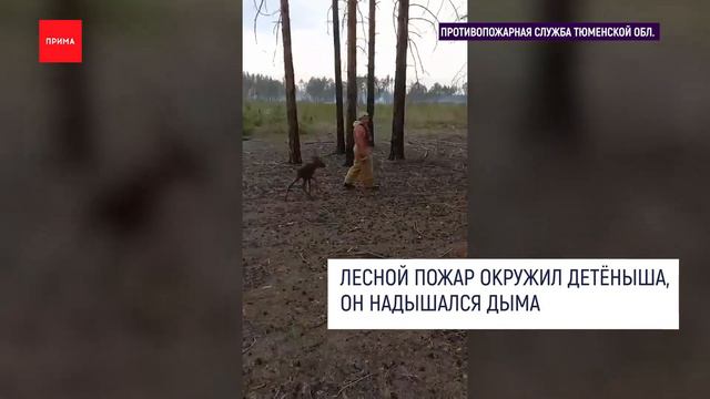 В Тюмени пожарные достали из огня лосенка смотреть онлайн