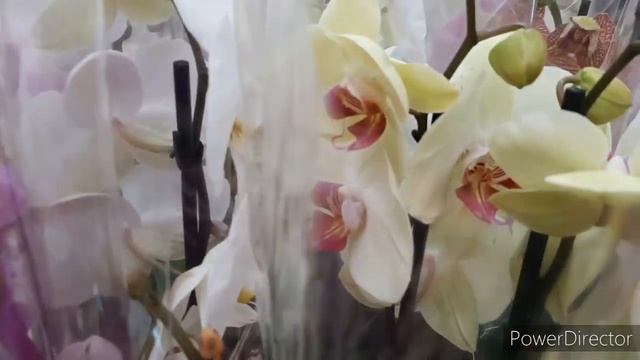 Орхидеи в Ашане/Новый завоз дешевле/Бабулетка/ ТЦ Амбар г.Самара/Обзор Орхидей 05.06.20. смотреть онлайн