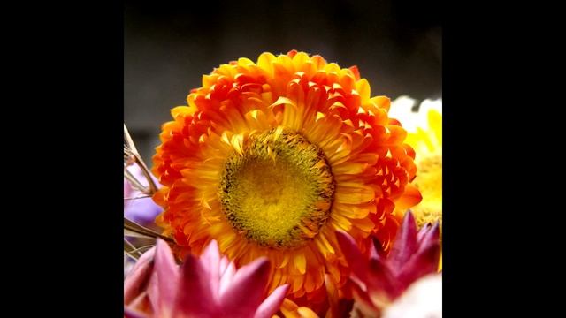 Цветочная мумификация.Замершее очарование.Гелихризум/Flower mummification. Frozen charm. Helichrysu смотреть онлайн