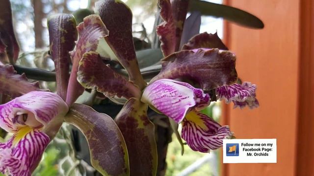 Cattleya Schilleriana orchid orquidea смотреть онлайн