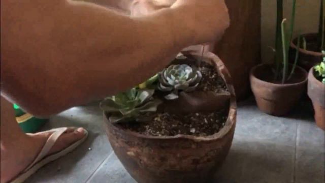 POT ARRANGEMENT NEW COLLECTION (TAGALOG) смотреть онлайн