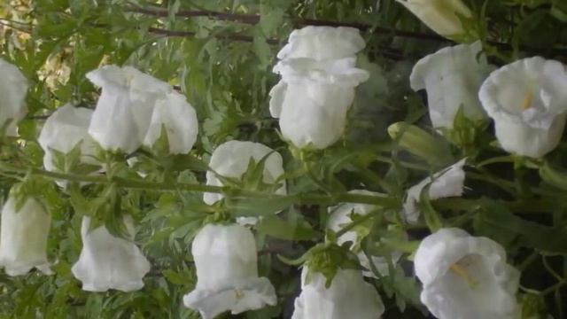 Колокольчики в моем саду 2016 г смотреть онлайн