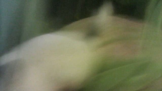 Смешное видео про мою шиншиллу! смотреть онлайн