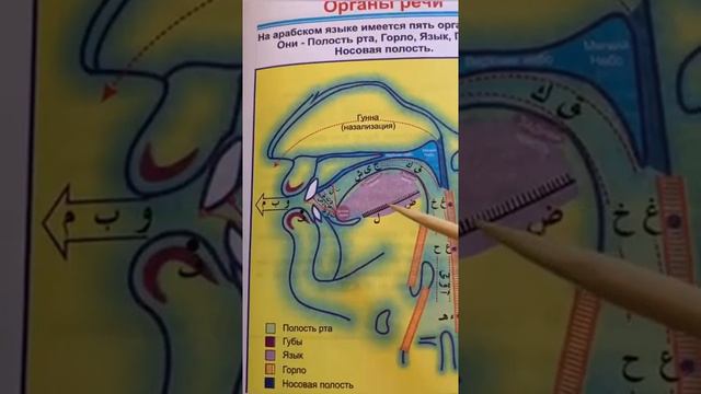 Арабский алфавит, урок 21 смотреть онлайн