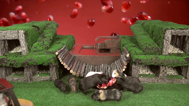 Can Guinea Pigs Eat Pomegranate? смотреть онлайн