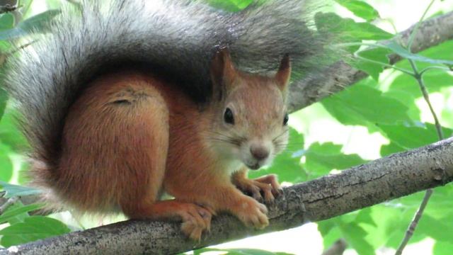 Белка задремала, укрывшись хвостом как одеялом, Squirrel fell asleep смотреть онлайн