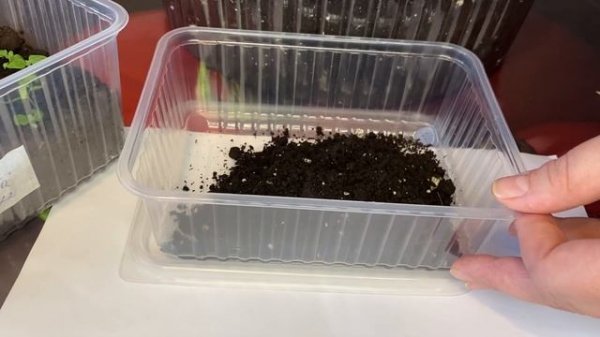 Вербена посев семенами. Сроки посадки вербены