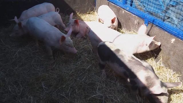 Поросята мясных пород на племя или откорм Харьков смотреть онлайн