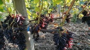 Виноград Весёлые пальцы(США) виноградник Король В. Н. г. Краснодар.