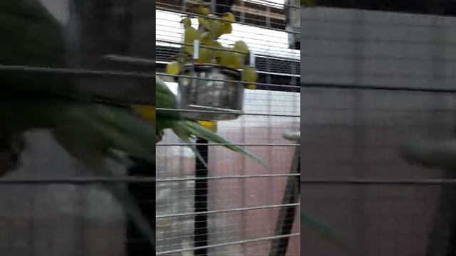 Александрийский самец,попугаи переехали на зимовку в теплицу смотреть онлайн