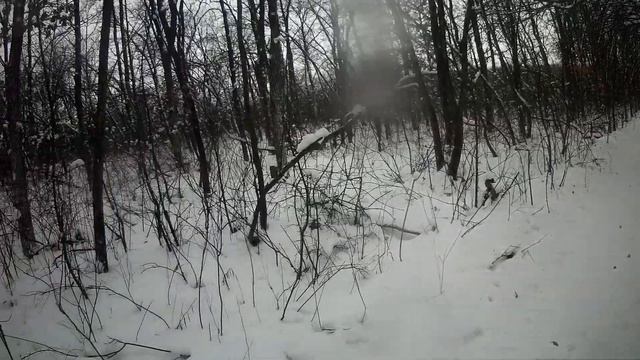 Охота На Зайца С Гончими! И Целого Дня Оказалось Мало! смотреть онлайн