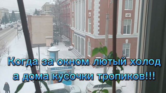 Зима!!! 🥶Тропики!!!🥵Жизнь за окном и многое другое🤗#рекомендации #сибирь #цветы #полезное смотреть онлайн