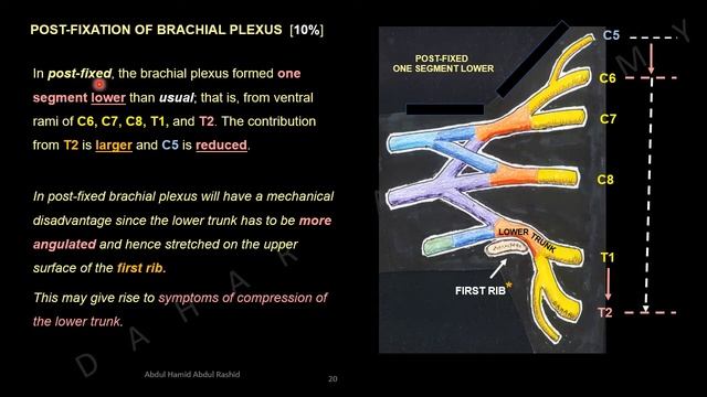 BRACHIAL PLEXUS Part two, Anatomy DAHAR Series смотреть онлайн