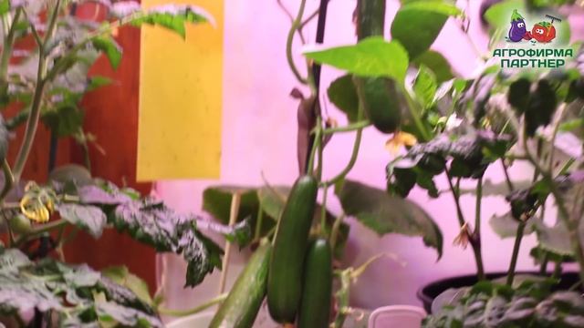 ОГУРЕЦ ЗИМОЙ НА ПОДОКОННИКЕ! смотреть онлайн