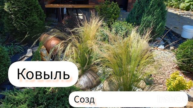 Ковыль, семена смотреть онлайн