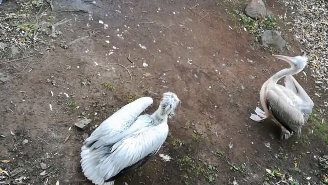 Кудрявые пеликаны на озере смотреть онлайн