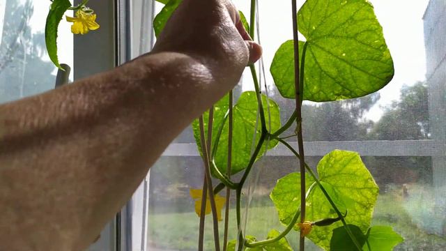 Огород в квартире. Когда и что сажать... смотреть онлайн