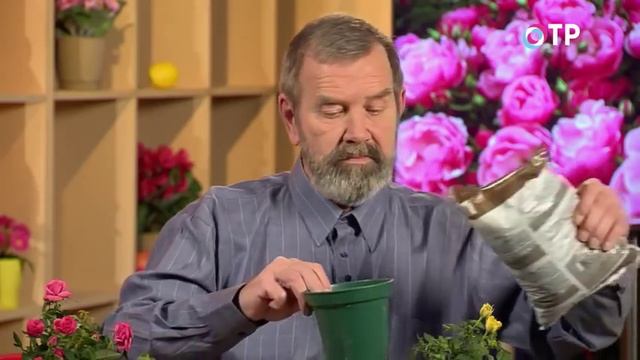 Пересадка и адаптация комнатных роз смотреть онлайн