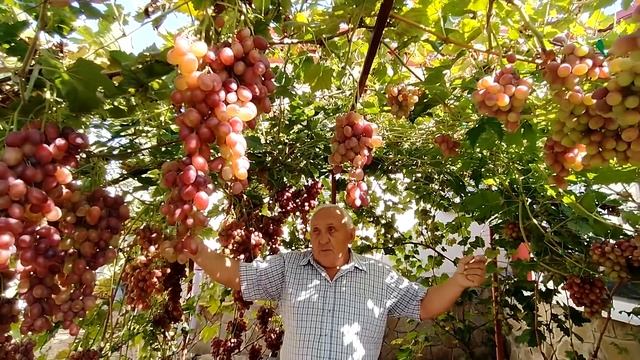 ВИНОГРАДНАЯ БЕСЕДКА ДАЕТ РЕКОРДНЫЙ УРОЖАЙ! смотреть онлайн