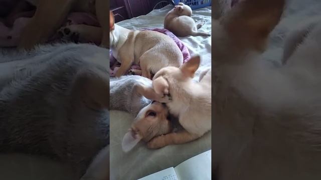 Мать учит щенков Помчи кайфовать на хозяйской кровати смотреть онлайн