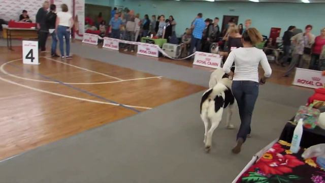 ринг САО сук промежутка Новосибирск 19.08.2017 "Золото августа" смотреть онлайн