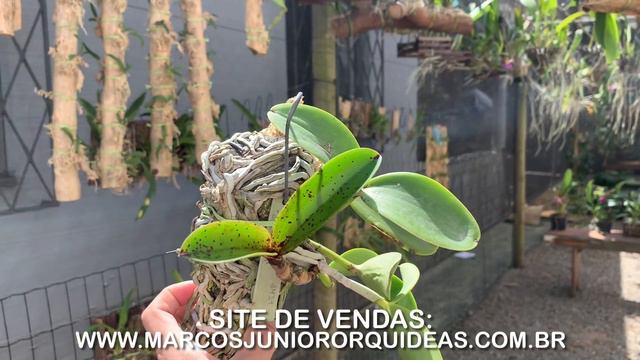 DICA PARA FAZER ORQUÍDEA ENRAIZAR NO TOQUINHO!!! смотреть онлайн
