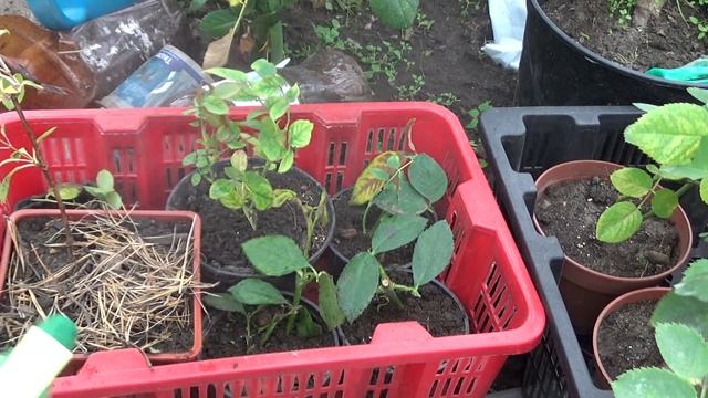 розы, обработка перед зимовкой. смотреть онлайн