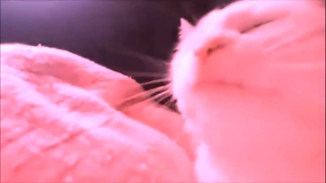 кот влексит под музыку и цвета смотреть онлайн