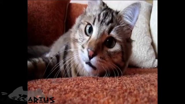 22 Very curious cat Очень любознательный кот смотреть онлайн