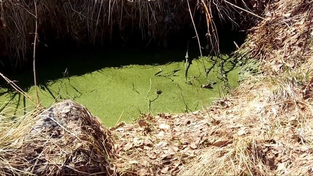 Царевна лягушка. Весна видео 2. Лягушки в грязном пруду. Nat geo wild. смотреть онлайн