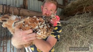 Лучший курс для хозяйства. Эти куры несутся всю жизнь. Отечественные породы кур для ЛПХ. Выбор пород