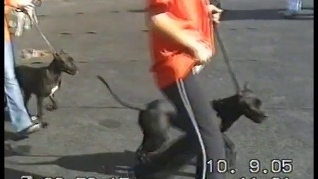Международная выставка Звёзды России 2005г. Кл.бэби. смотреть онлайн