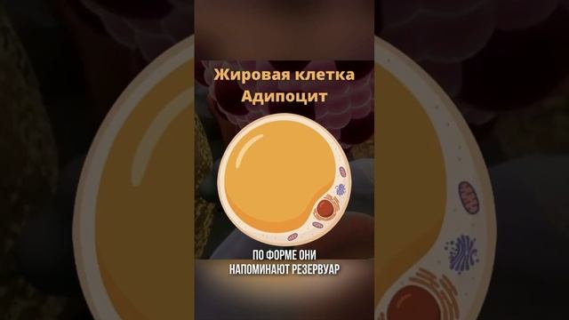 Куда девается жир, когда человек худеет. #жир #какпохудеть #худею смотреть онлайн