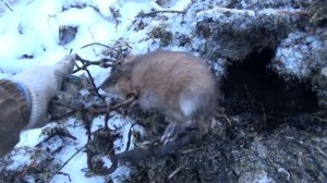 Охота на ондатру в зимний период.