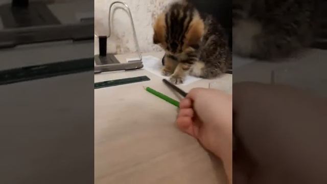 кошка играет с карандашом смотреть онлайн