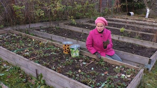 Подготовка клубники к зиме. Как подготовить землянику к зимовке. Мульчирование клубники. Воронова 0 смотреть онлайн