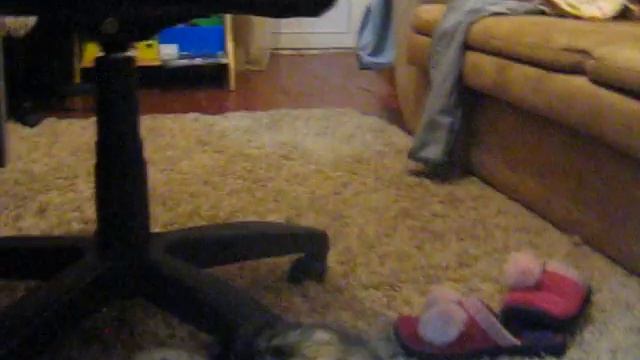 Кошка коры мочит)) смотреть онлайн