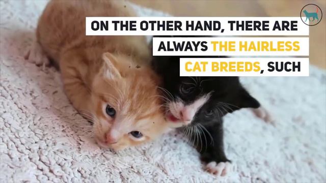 6 Things You Should Know Before Getting A Cat or Kitten смотреть онлайн
