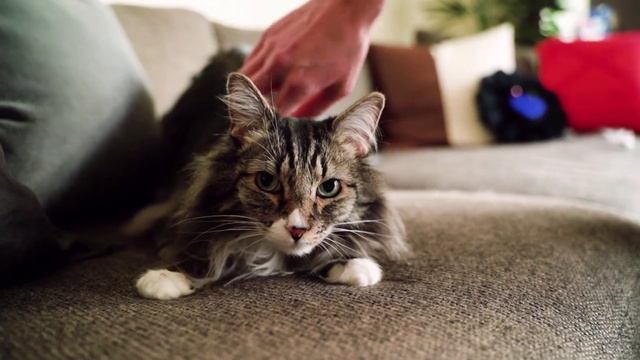 lovely Dogs and cats #cat #dog #pets смотреть онлайн
