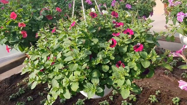 15 мая 2021 г. Ранняя зелень через рассаду. УКРОП. /Обзор грядок./ Ролик с цветочного рынка. смотреть онлайн