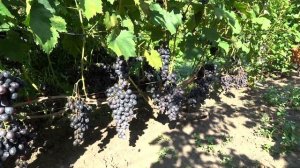 Чёрный хрусталь на 10 08 2019 г.на винограднике Король В.Н.