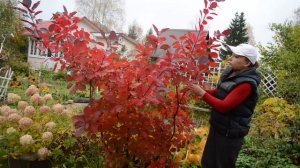 Скумпия в Подмосковье